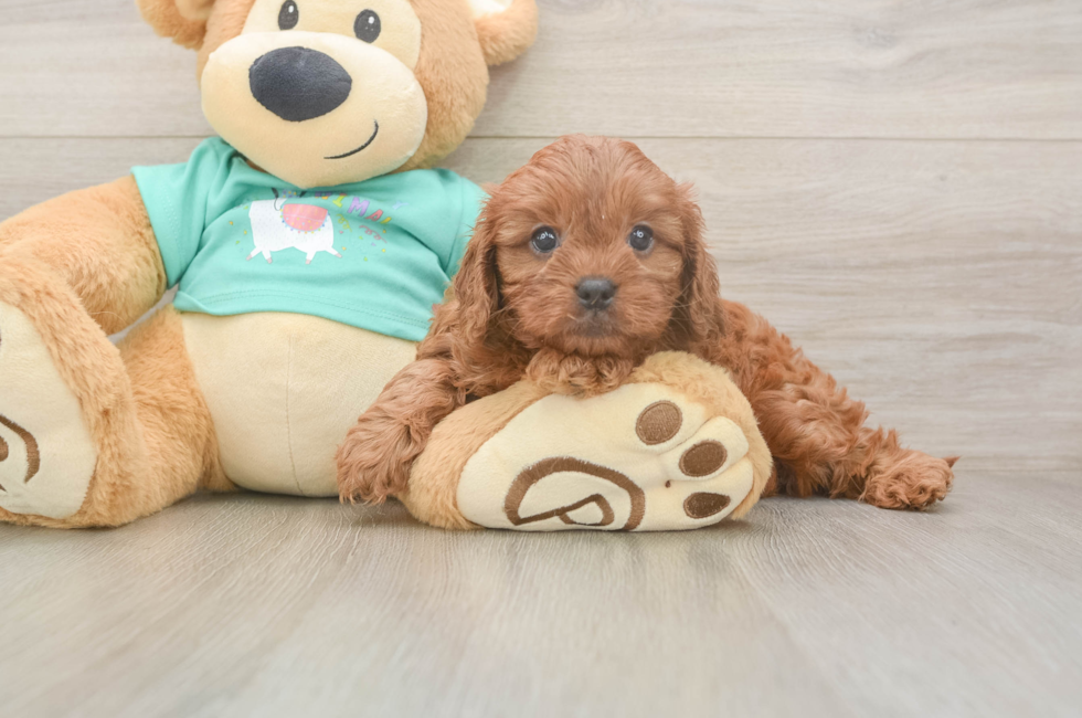 5 week old Cavapoo Puppy For Sale - Lone Star Pups
