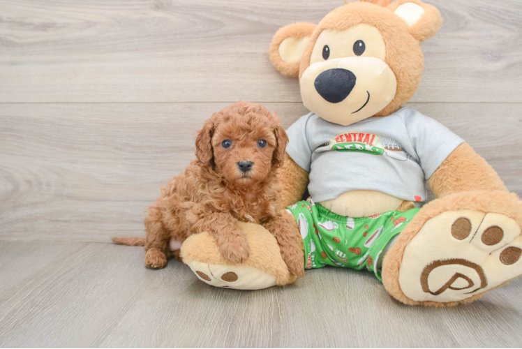 Cavapoo Pup Being Cute