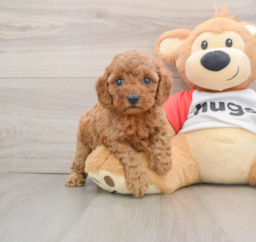 9 week old Cavapoo Puppy For Sale - Lone Star Pups