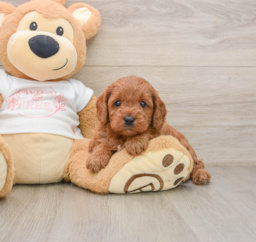 5 week old Cavapoo Puppy For Sale - Lone Star Pups