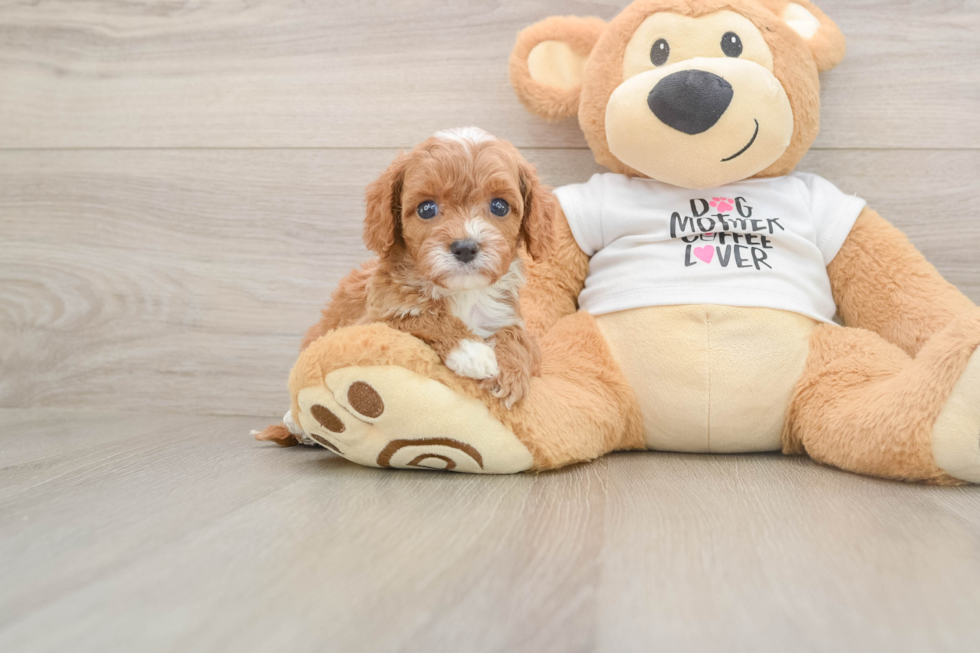 Cavapoo Pup Being Cute