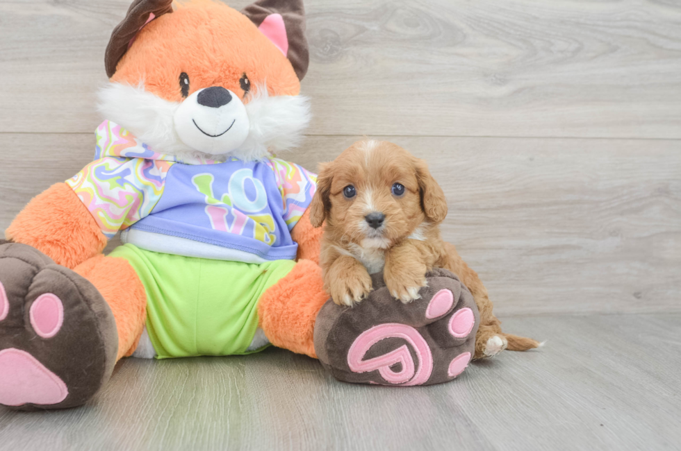 6 week old Cavapoo Puppy For Sale - Lone Star Pups