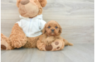 Cavapoo Pup Being Cute