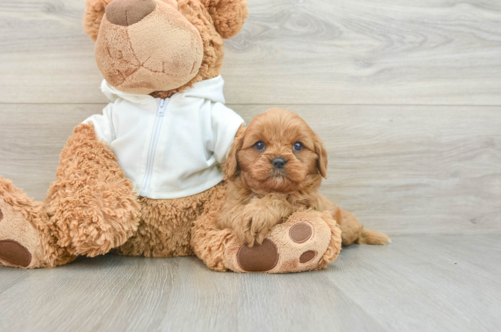 7 week old Cavapoo Puppy For Sale - Lone Star Pups