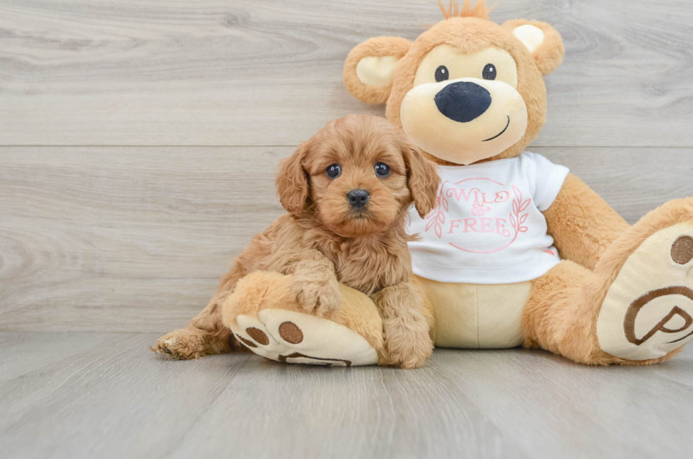 6 week old Cavapoo Puppy For Sale - Lone Star Pups