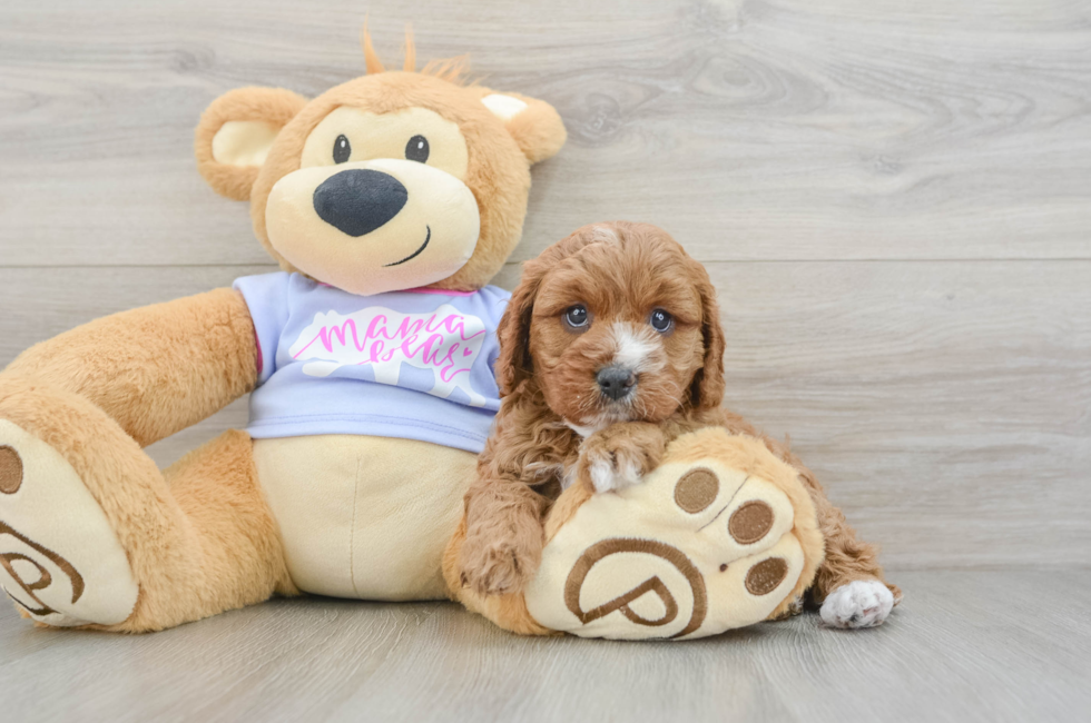 6 week old Cavapoo Puppy For Sale - Lone Star Pups