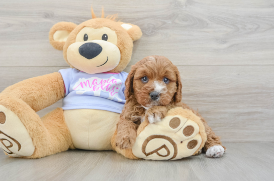 Adorable Cavalier King Charles Spaniel and Poodle Mix Poodle Mix Puppy