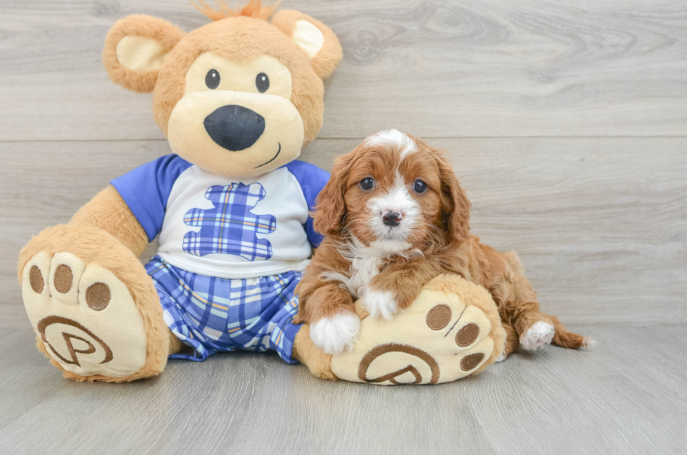 6 week old Cavapoo Puppy For Sale - Lone Star Pups