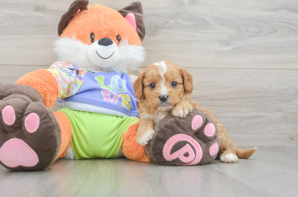 6 week old Cavapoo Puppy For Sale - Lone Star Pups