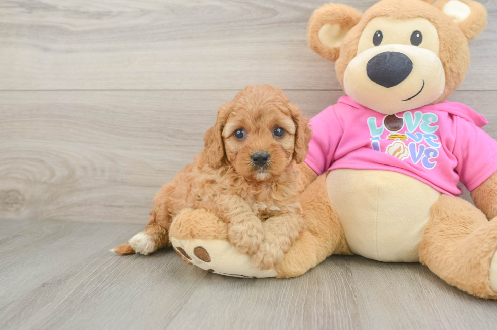5 week old Cavapoo Puppy For Sale - Lone Star Pups