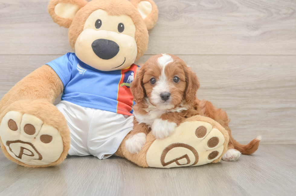 6 week old Cavapoo Puppy For Sale - Lone Star Pups