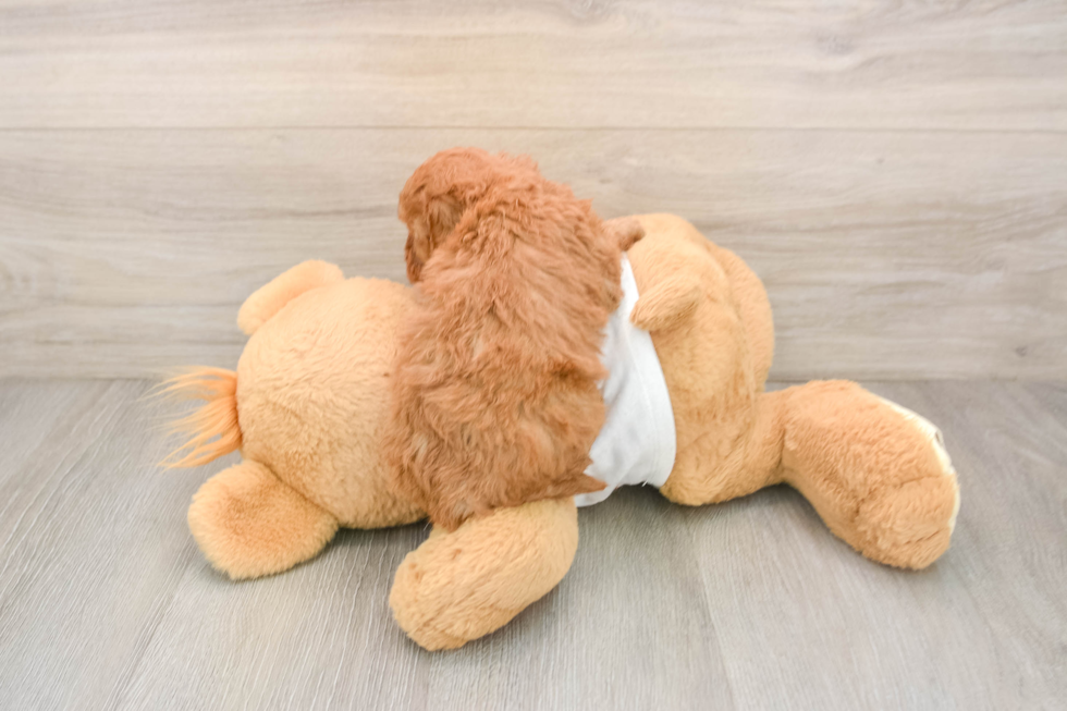 Petite Cavapoo Poodle Mix Pup
