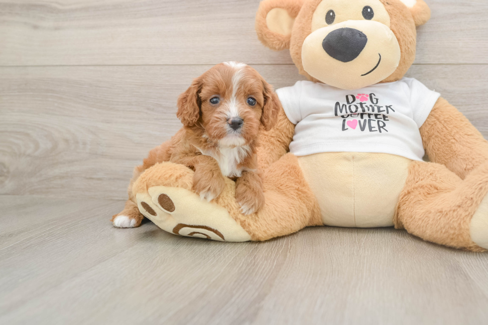Energetic Cavoodle Poodle Mix Puppy
