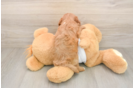 Cavapoo Puppy for Adoption