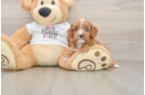 Cavapoo Puppy for Adoption