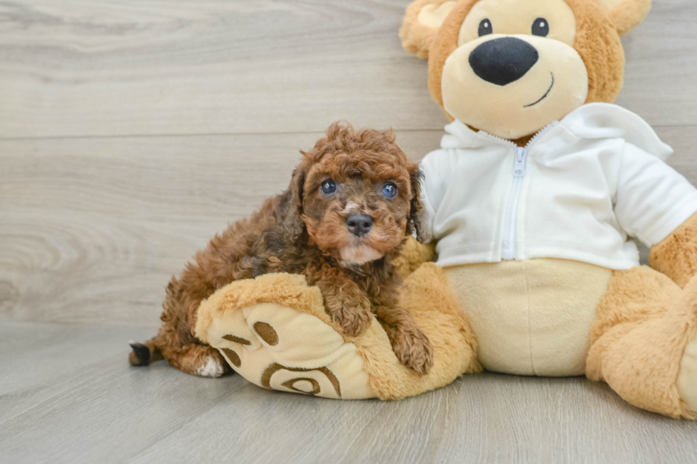 Smart Cavapoo Poodle Mix Pup