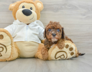 9 week old Cavapoo Puppy For Sale - Lone Star Pups