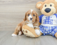 8 week old Cavapoo Puppy For Sale - Lone Star Pups