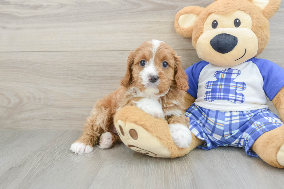 6 week old Cavapoo Puppy For Sale - Lone Star Pups