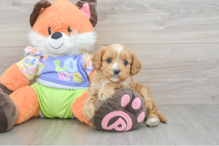 Fluffy Cavapoo Poodle Mix Pup