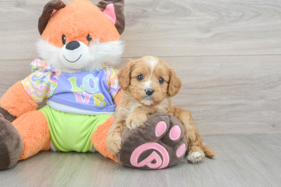 6 week old Cavapoo Puppy For Sale - Lone Star Pups