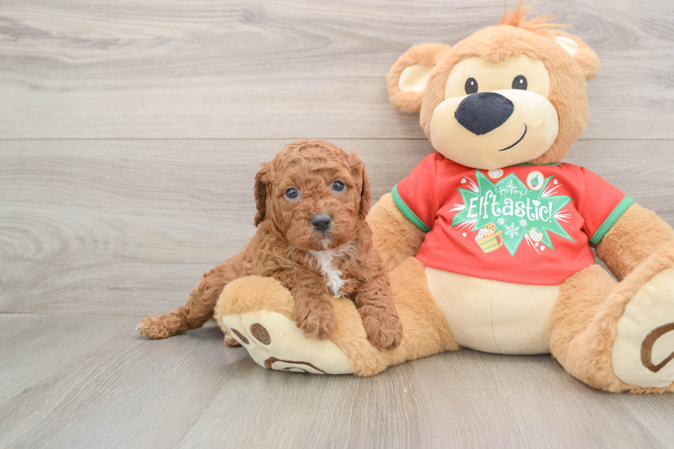 Petite Cavapoo Poodle Mix Pup