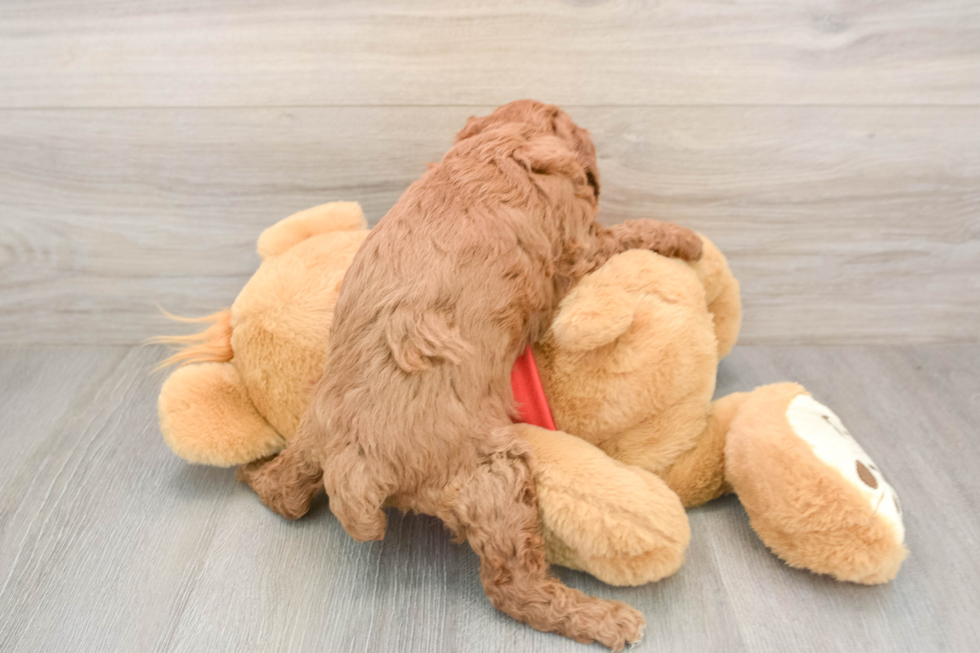 Fluffy Cavapoo Poodle Mix Pup