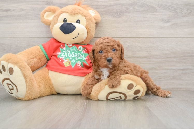 Cavapoo Pup Being Cute