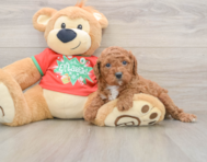 9 week old Cavapoo Puppy For Sale - Lone Star Pups