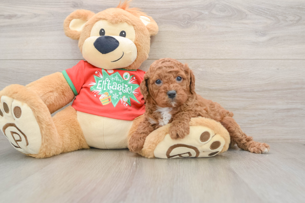 Cavapoo Pup Being Cute