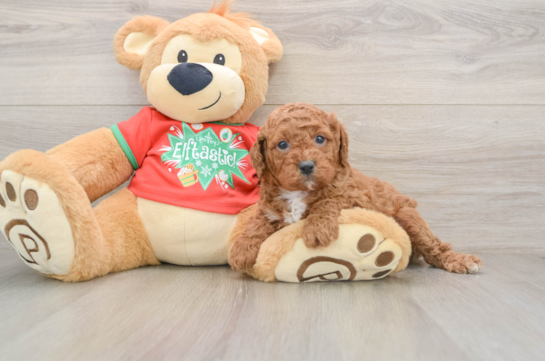 Cavapoo Pup Being Cute