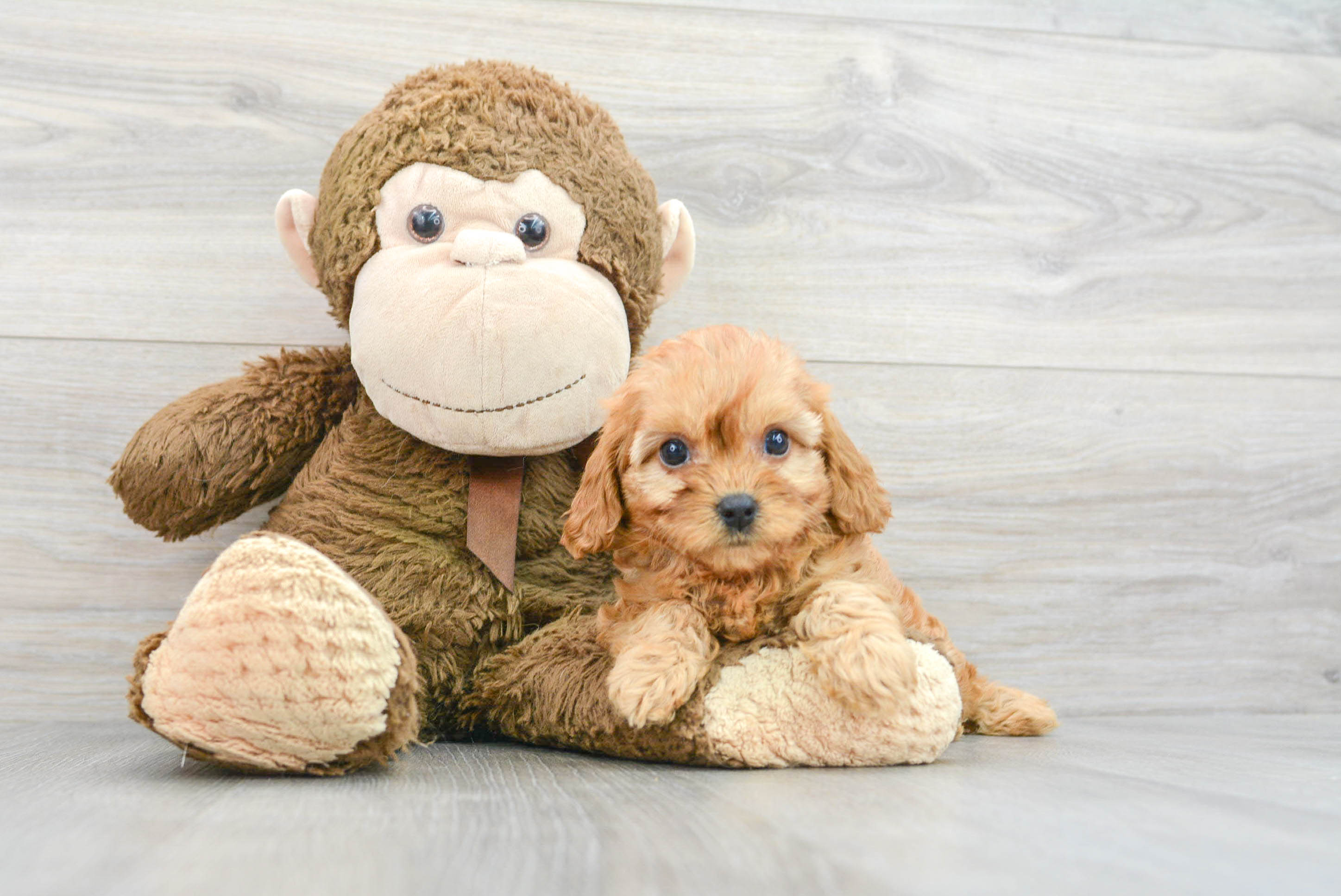 Little Cavoodle Poodle Mix Puppy