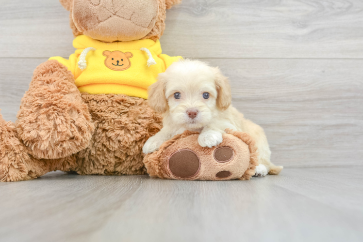 Cute Cavapoo Baby