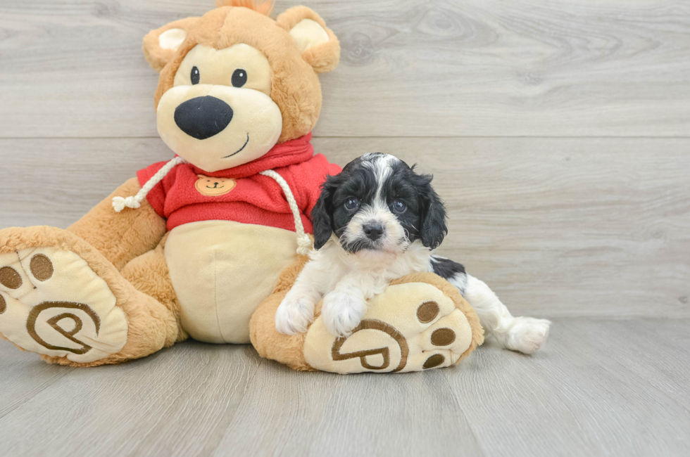 7 week old Cavapoo Puppy For Sale - Lone Star Pups