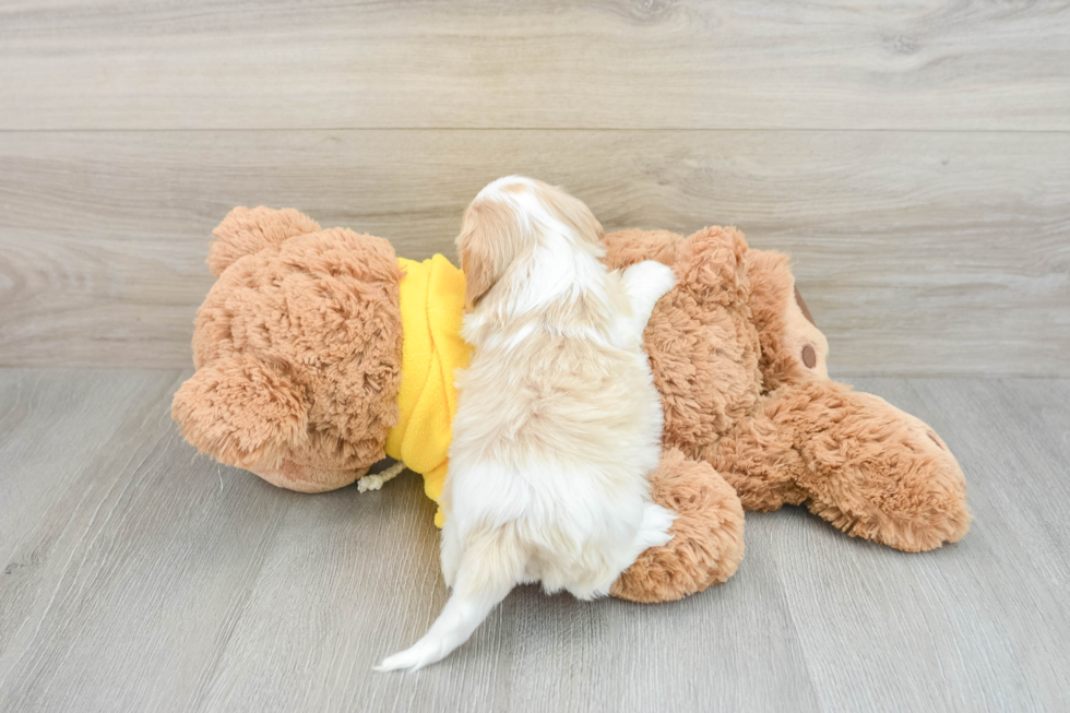 Cavapoo Pup Being Cute