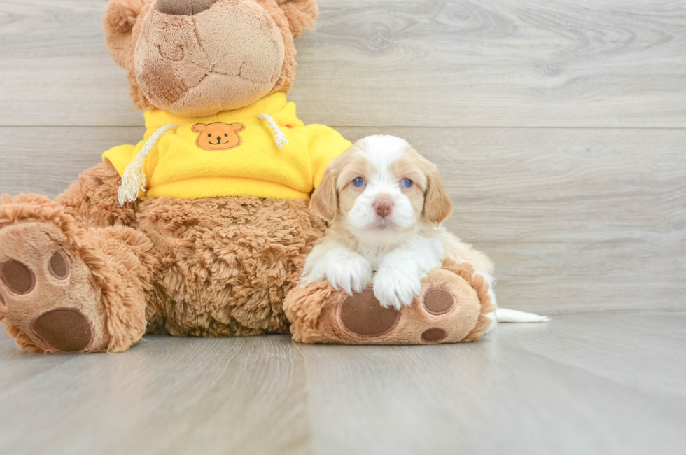 7 week old Cavapoo Puppy For Sale - Lone Star Pups