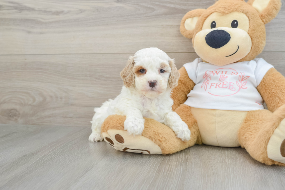 Energetic Cavoodle Poodle Mix Puppy