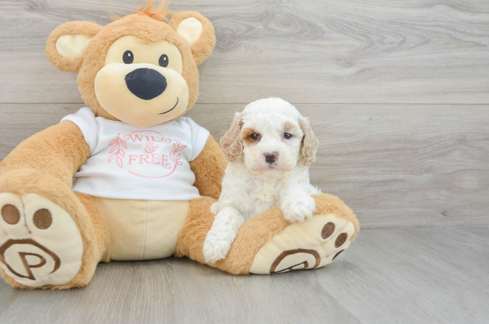 6 week old Cavapoo Puppy For Sale - Lone Star Pups