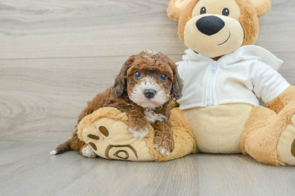 Best Cavapoo Baby