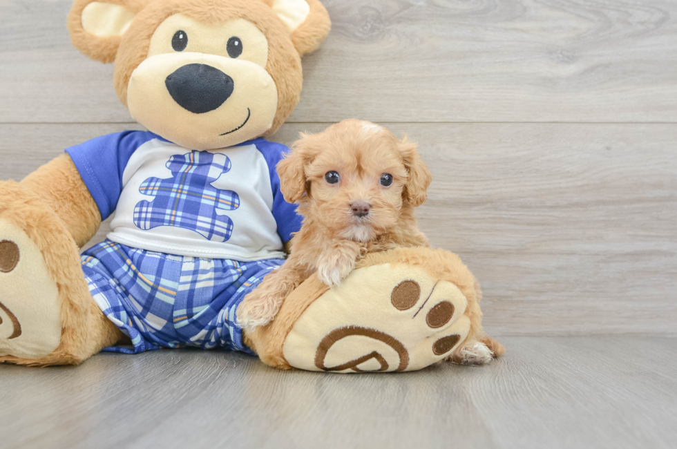 7 week old Cavapoo Puppy For Sale - Lone Star Pups