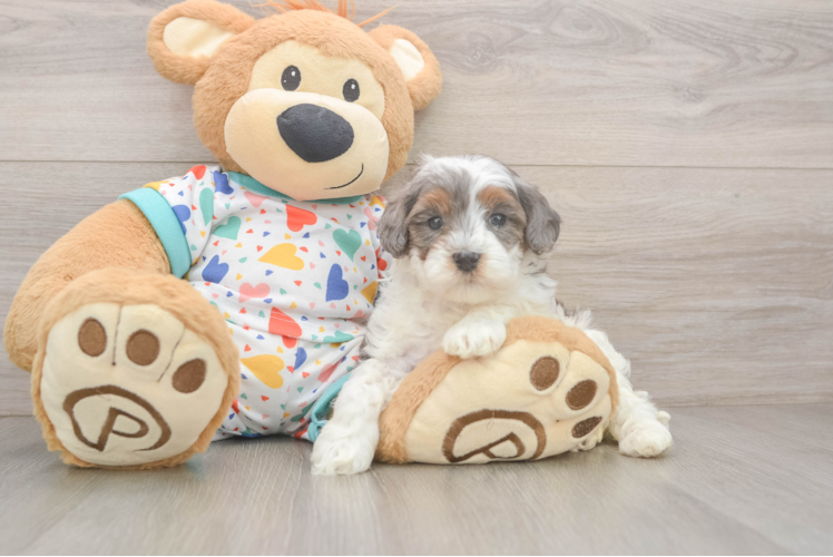 Adorable Cavalier King Charles Spaniel and Poodle Mix Poodle Mix Puppy