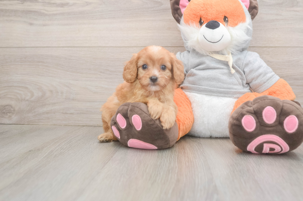 5 week old Cavapoo Puppy For Sale - Lone Star Pups
