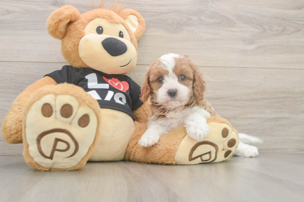 5 week old Cavapoo Puppy For Sale - Lone Star Pups