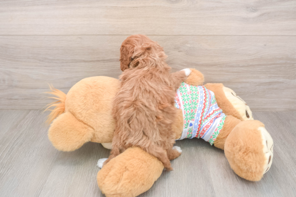 Fluffy Cavapoo Poodle Mix Pup