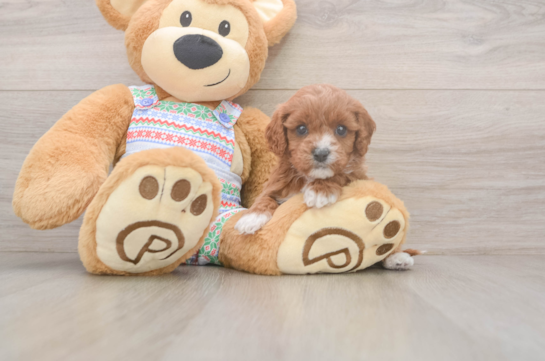 Best Cavapoo Baby