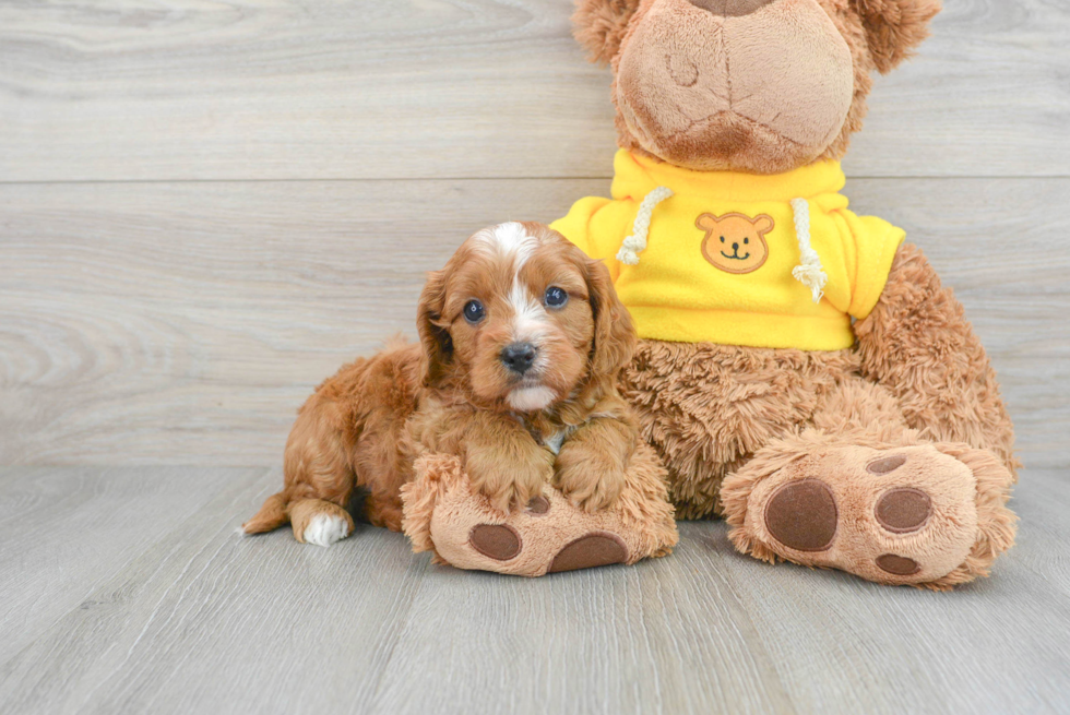Best Cavapoo Baby