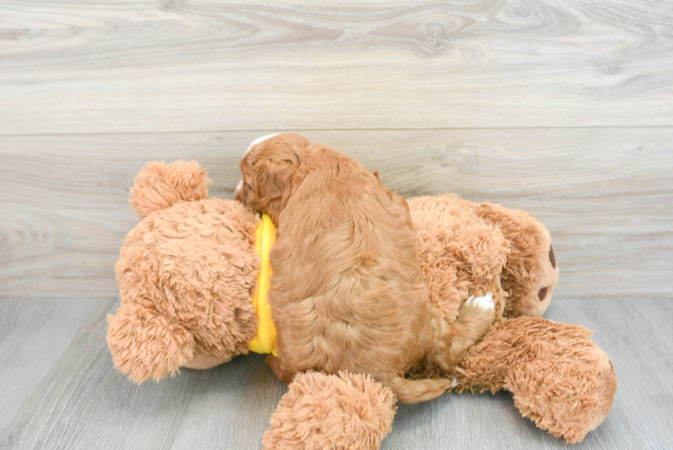 Cavapoo Puppy for Adoption