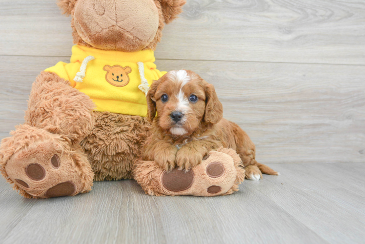 Best Cavapoo Baby