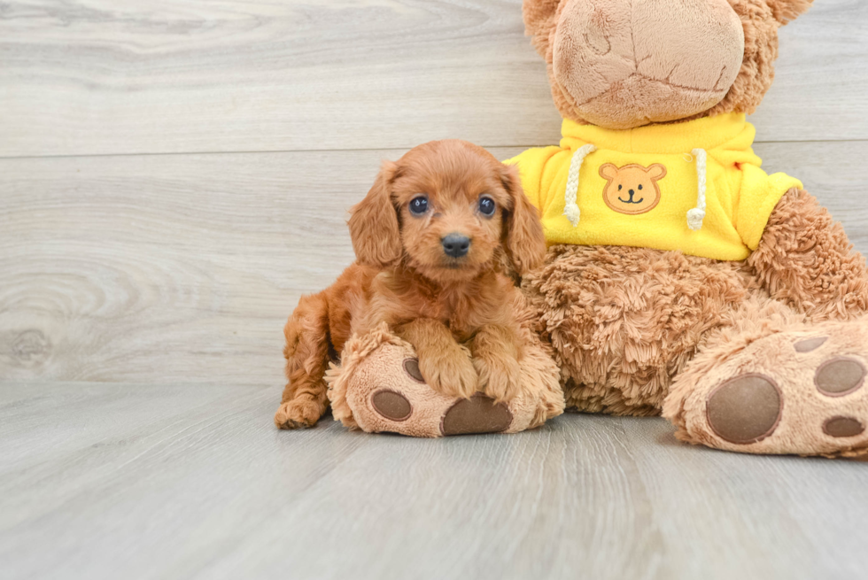 Best Cavapoo Baby