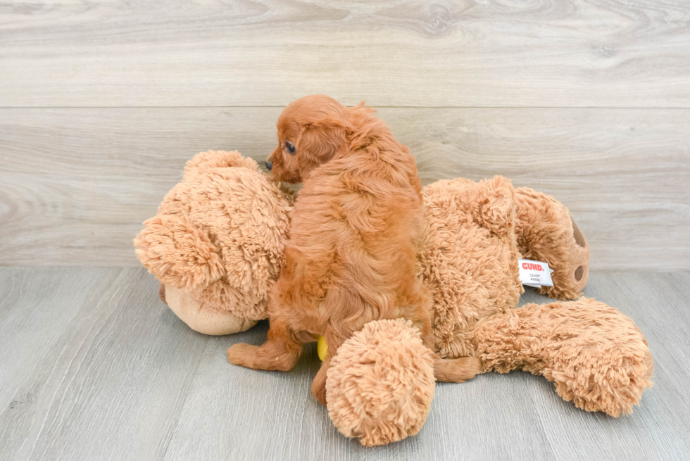 Sweet Cavapoo Baby